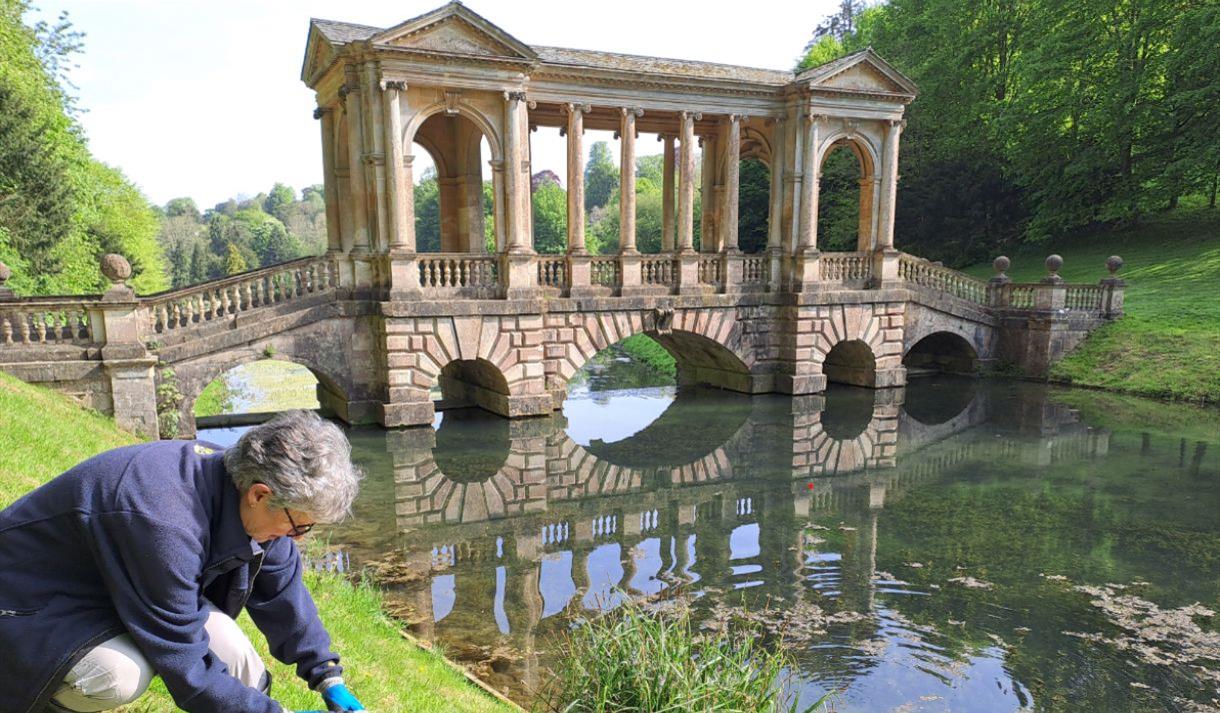 A member of the crayfish team at Prior Park attaching a string from a crayfish pot to a post by the Palladian Bridge.