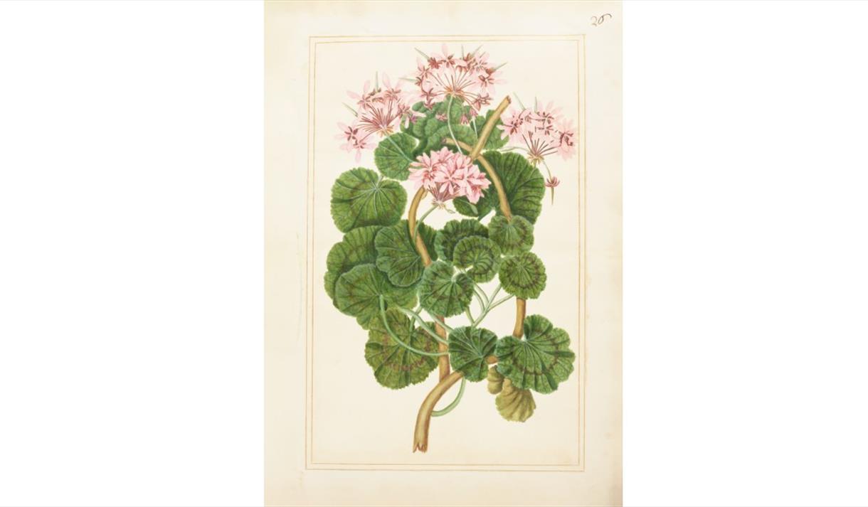 Geranium from the Florilegium commissioned by Mary Somerset, First Duchess of Beaufort