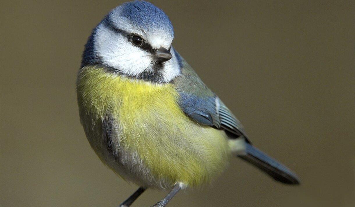 A blue tit sat on a tree