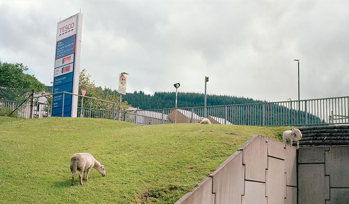 A picture of a sheep on a grass embankment
