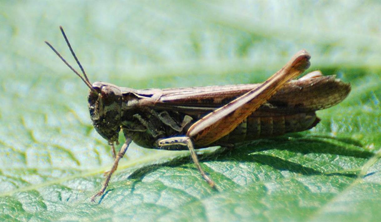 A close up picture of a cricket