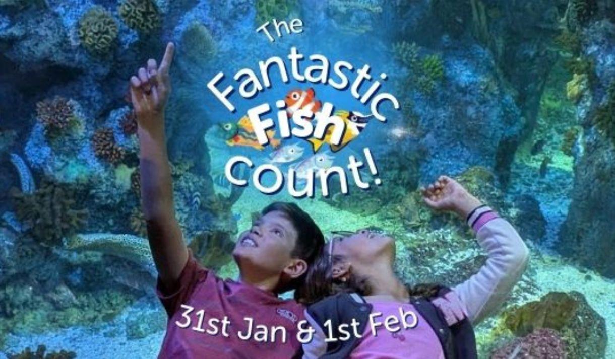 Fantastic Fish Count