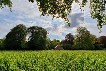 Vineyard with house in background