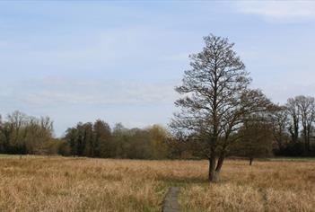 Jones's Mill Nature Reserve