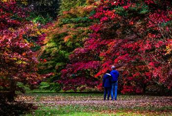 Autumn at Westonbirt Arboretum