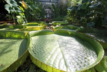 University of Bristol Botanic Garden
