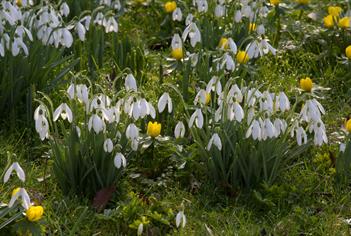 Snowdrops