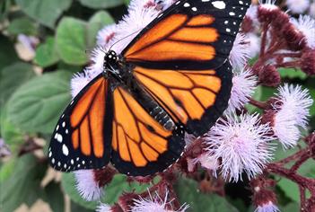 Orange butterfly on pink flowers