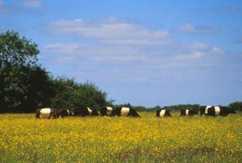 Belted Galloway Grazing at Blakehill Farm Nature Reserve