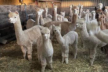 Bozedown Alpacas