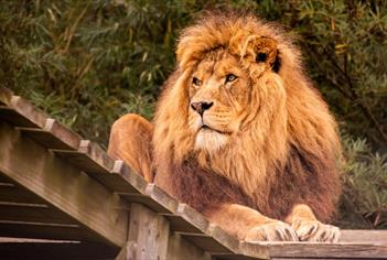 Noah's Ark Zoo Farm
