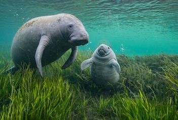 two manatees swimming in bluey green waters, taken under water
