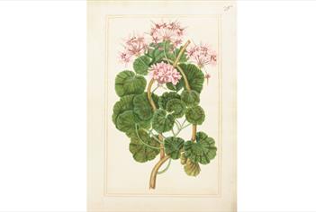 Geranium from the Florilegium commissioned by Mary Somerset, First Duchess of Beaufort