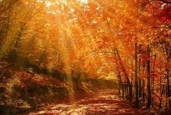 Autumn