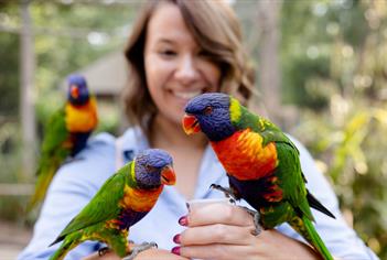 women feeding lorikeets, one on each hand and one on her shoulder