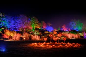 RHS Garden Wisley Glow 2025