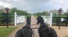 Sightseeing on the Long Walk in Windsor Great Park