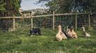 Chickens and dog at south glos show