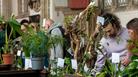 Bristol Rare Plants and Orchid Fair