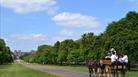 Carriage rides in Windsor Great Park