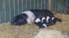 Piglets and mother pig