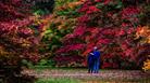 Autumn at Westonbirt Arboretum