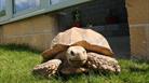 tortoise in the sun