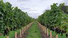 Grape trees in vineyard