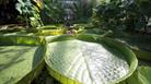 University of Bristol Botanic Garden
