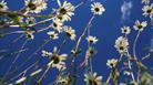 Oxeye Daisy at Blakehill Farm Nature Reserve