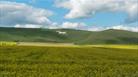 Alton Barnes White Horse, near Pewsey