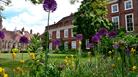 Purple Alliums in rear garden of hotel