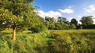 Footpath Through Jones's Mill Nature Reserve