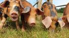 Cholderton Rare Breeds Farm - Pigs