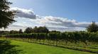 Vineyard trees in field