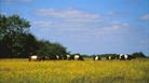 Belted Galloway Grazing at Blakehill Farm Nature Reserve