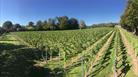 Vineyard field