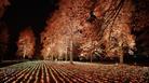 Windsor Great Park Illuminated, image credit Giles Smith