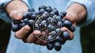 Man holding grapes with Bluestone Vineyard logo