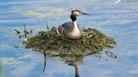 A Grebe bird sits on a nest surrounded by the lake water.