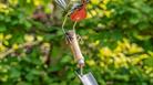 Art in the Garden | Robin on a trowel