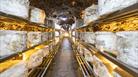 Wheels of cave-aged cheese on shelves inside Wookey Hole Caves