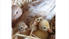 Cholderton Rare Breeds Farm - Ducks
