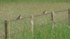 Corn Buntings at Seven Barrows Field