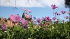 Flowers at the University of Bristol Botanic Garden
