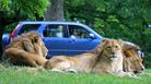 Lion drive though at Longleat