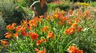 Gardening workshop at University of Bristol botanic garden