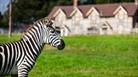 Zebra outside longleat accommodation