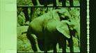 A 16mm film negative of 2 elephants