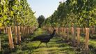 Peacock amongst grape trees